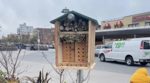 Nueva York va a proteger sus abejas con hoteles y búnkeres en calles y plazas públicas 1