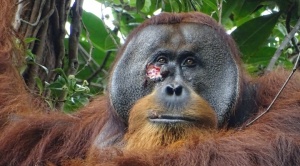 El orangután Rakus, el primer animal al que ven curarse una herida con una planta medicinal 1