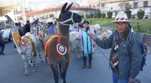 Bolivia lanza el Año Internacional de los Camélidos para impulsar la producción local 1