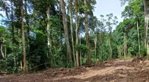Un grupo de activistas ambientales en Ixiamas enfrenta la destrucción de la Amazonía