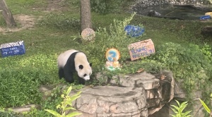 Los últimos pandas gigantes que viven en EE.UU. regresarán a China a finales de este año 1