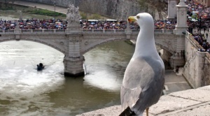 Aumentan las denuncias por los ataques de gaviotas agresivas en Roma
