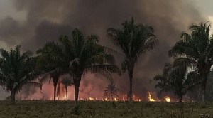 Alerta amarilla en Santa Cruz: 26 incendios han devastado más de 29.000 hectáreas de vegetación  1