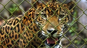 Santa Cruz: capturan a jaguar que huyó de un bioparque y causó la muerte de una persona