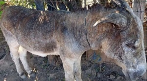 En Tihumayu de Chuquisaca queman 7 burros, dos murieron y cinco se recuperan en veterinarias