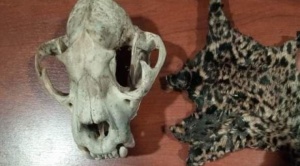 Aprehenden a dos personas acusadas de vender murciélagos y partes de jaguar