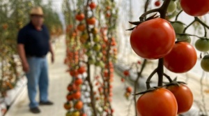 Delizia se diversifica y ahora ofrece tomates y pepinos cultivados en El Alto sin agroquímicos