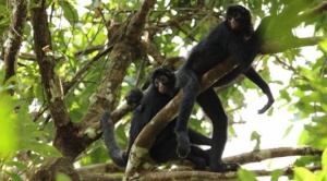 Preocupación en Alto Madidi: denuncian caza de monos araña y recolección ilegal de huevos de tortuga para su venta