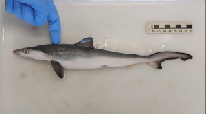 Detectan en Brasil tiburones intoxicados con cocaína "por primera vez en el mundo" 