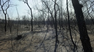 Se incrementan los incendios forestales y el municipio de Roboré es el más afectado