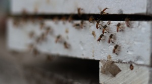 Las abejas señoritas, aliadas de las guaraníes bolivianas que buscan autonomía económica 1