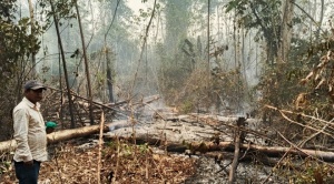 Senado abroga la polémica Ley 741, que permite el desmonte hasta 20 hectáreas para pequeñas propiedades 1