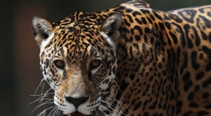 La nueva vida de los jaguares Toto, Santiago y Mosa sobrevivientes del tráfico  1