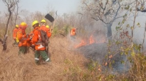 Productores advierten la pérdida de 1.540 cabezas de ganado por los incendios en el oriente 1