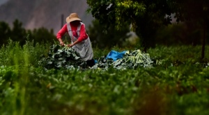 Lanzan propuesta para enfrentar la crisis climática y asegurar alimentos en La Paz 1