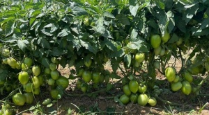 Monitoreos en Cochabamba: el tomate,  la lechuga, el apio y la coca tienen alta  presencia de plaguicidas 1