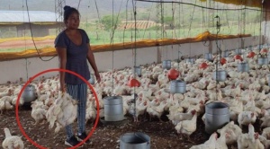 Mueren los pollos en Mairana por bloqueo 'evista' mientras en La Paz el producto sube de precio y escasea 1