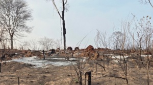 San Rafael: asentamientos de la última década operan unos 500 hornos para fabricar carbón con maderas preciosas 1