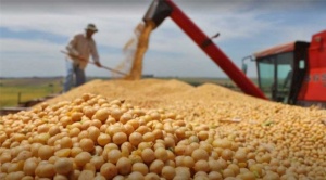 Gobierno autoriza uso de tecnología HB4 para mejorar la producción de soya 1