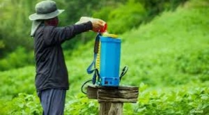 Estudio halla plaguicidas altamente peligrosos en al menos 6 alimentos en Bolivia 1