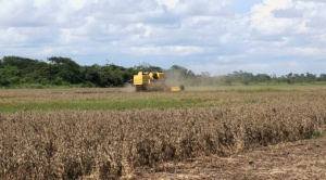  Exportación de soya cae en más  de $us 500 millones por 3 factores, informa el IBCE 1