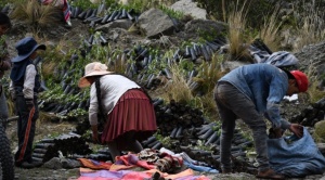 Buscan reforestar el Parque Nacional Tunari con un millón de plantines nativos  1