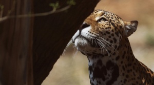 Preservar los hábitats del jaguar en Latinoamérica puede generar 4.000 millones de dólares 1