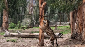 Bioparque Vesty Pakos celebra el Día Internacional del Jaguar con actividades de concienciación 1