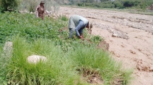 Luribay en desastre: riada arrasa cultivos y afecta a miles de familias en La Paz   1