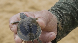 Los cambios climáticos reducen a la mitad los nacimientos de tortugas en la Amazonía 1