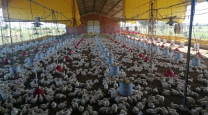 Gobierno exige a productores justificar el alza en el precio del pollo ante denuncias de agio y especulación 1