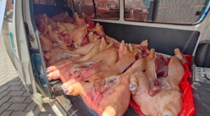 Interceptan vehículos con 5.000 kilos de carne de cerdo que iban de contrabando a Perú 1