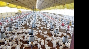 Agropecuarios señalan que los intermediarios hacen subir el precio del pollo y rechazan acusaciones del viceministro Silva 1