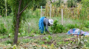 Residuos fecales en la comida de los habitantes de La Paz 1