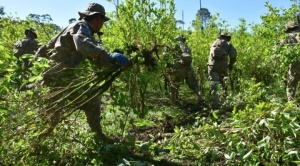 UNODC establece que cultivos de coca aumentaron en 4%, hasta llegar a 31.000 ha, en 2023 1