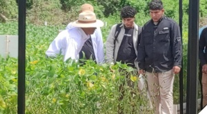 Anapo prevé producir 2,5 t de soya en la campaña de verano 1