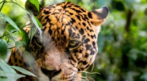 Por primera vez, el Tribunal Agroambiental admite una acción ambiental directa para proteger al jaguar y su hábitat 1