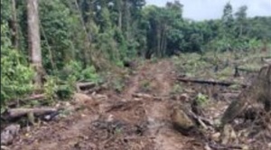 Denuncian apertura de cuatro caminos  en el parque Carrasco para facilitar la producción ilegal de coca   1