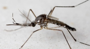 Confirman primera muerte por Chikungunya en Santa Cruz y solicitan alerta naranja ante aumento de casos 1