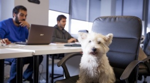 Empresas amigables con las mascotas, ¿la solución al estrés laboral?