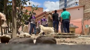 Mujer de 90 años fallece tras ataque de sus perros en Cochabamba