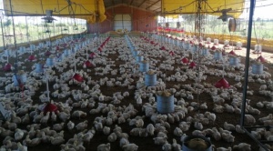 El Ejecutivo anuncia un fideicomiso y aranceles cero para la producción agrícola y avícola