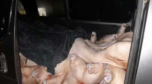 Incautan 1.700 kilos de carne de cerdo en La Paz destinada al contrabando