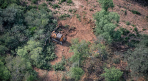 Estudio revela un aumento del 20%  de la neumomía por cada 1% de  incremento en tasa de deforestación 