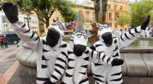 Vuelven las cebritas a las calles de La Paz tras seis meses de ausencia