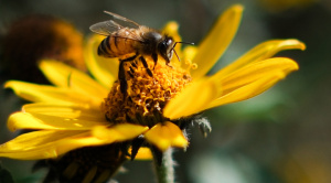 Un estudio demuestra que el veneno de abeja altera el sistema vascular del cuerpo