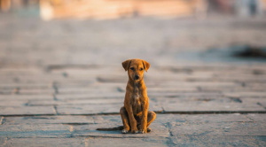 San Roque y la crisis de los perros callejeros en Bolivia