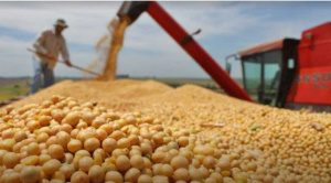 |OPINIÓN|La soya en el meollo económico y político de Bolivia|Abraham Nogales|