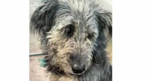 Condenan a 5 años de cárcel a mecánico que mató a golpes a un perro en la vía pública