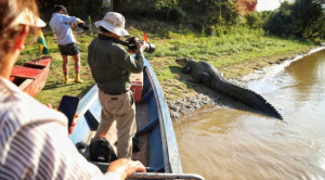 Muere Jesús, el caimán negro que fue emblema del turismo en las pampas del Yacuma